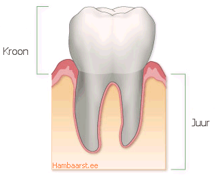 Корень зуба находится. Строение зуба коронка шейка корень. Анатомия зуба коронка шейка корень. Коронка шейка и корень зуба. Внешнее строение зубов коронка коронка шейка коронка шейка корень.