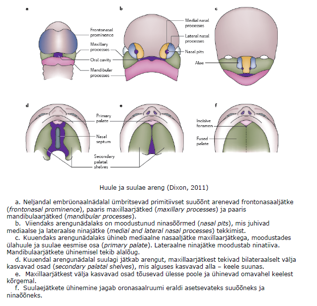 Huule ja suulae areng (Dixon, 2011)