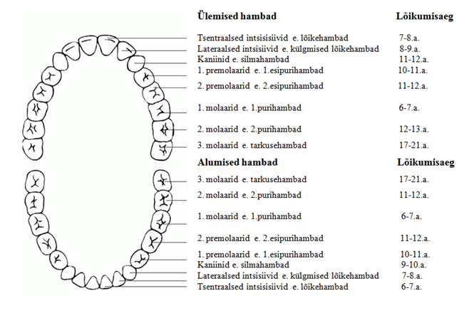 hammaste lõikumisaeg