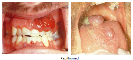 Papilloomid