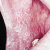 pilt